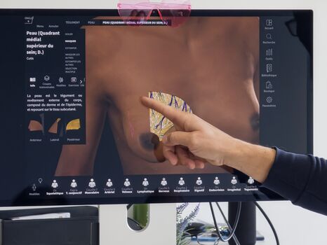 A la découverte du sein