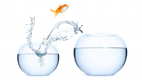 Poisson qui saute d'un aquarium à l'autre