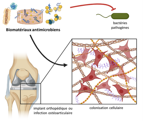 biomatériaux aux propriétés antimicrobiennes